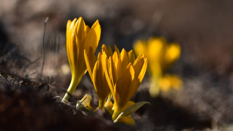 חלמוניות בגוש עציון