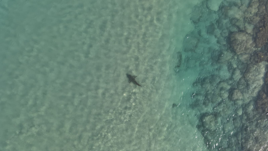 כריש בחוף בחדרה