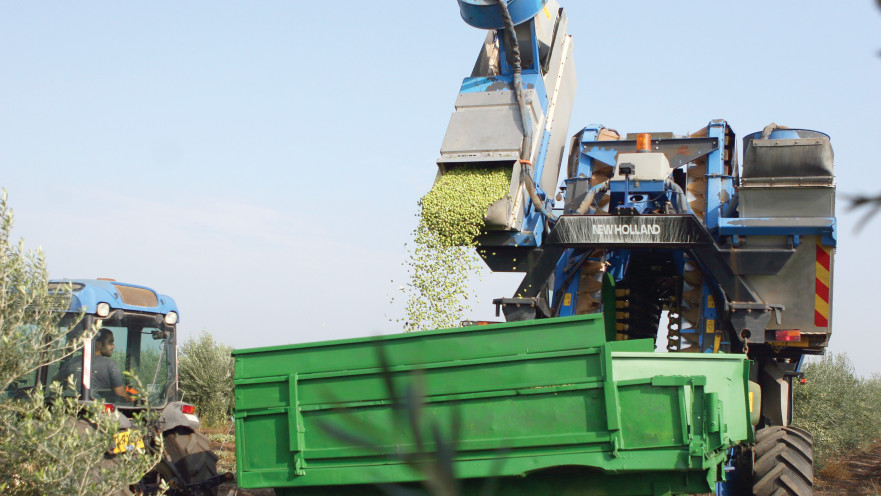 תיירות שמן זית
