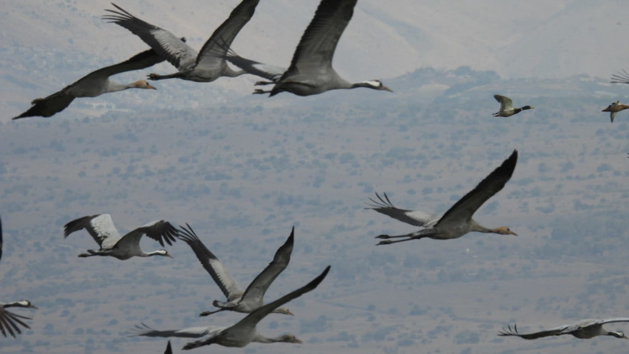 שמורת החולה