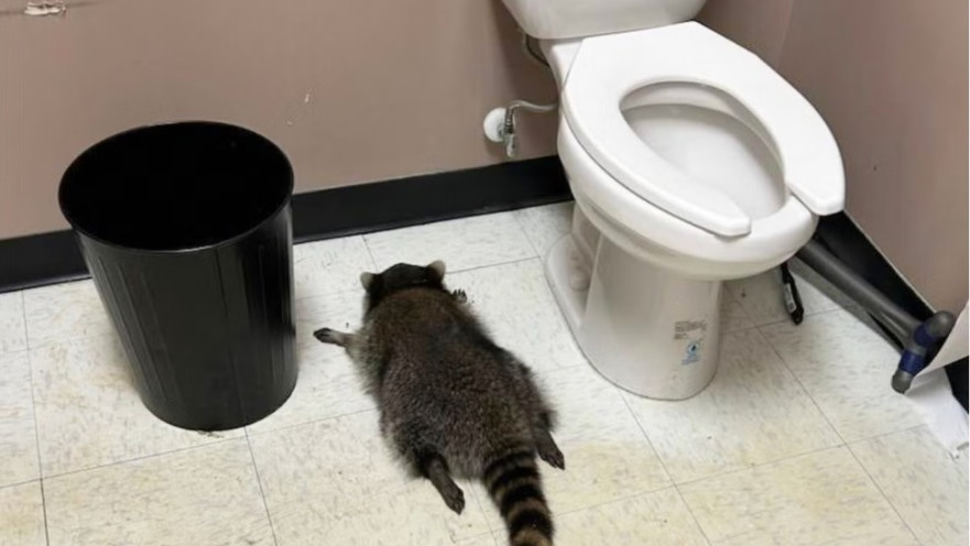 הדביבון השיכור