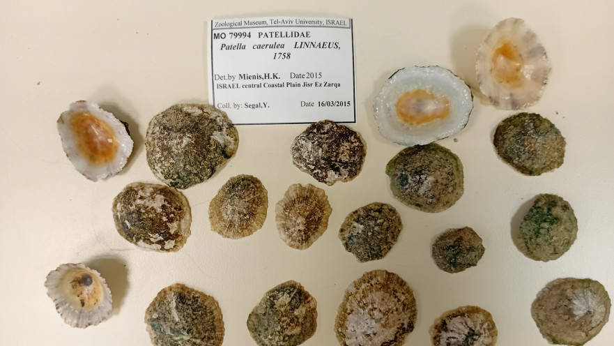 המעבדה של פרופ' גיל רילוב, המכון לחקר ימים ואגמים