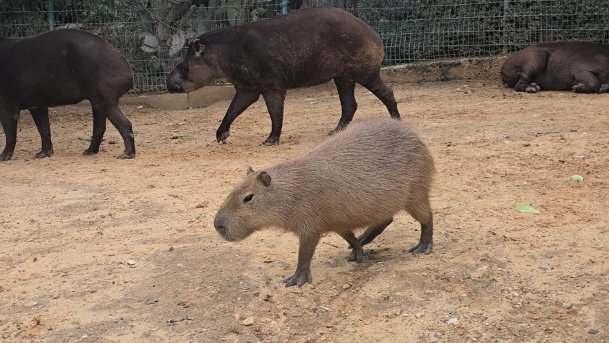 קפיברה בכן החיות התנ"כי בירושלים