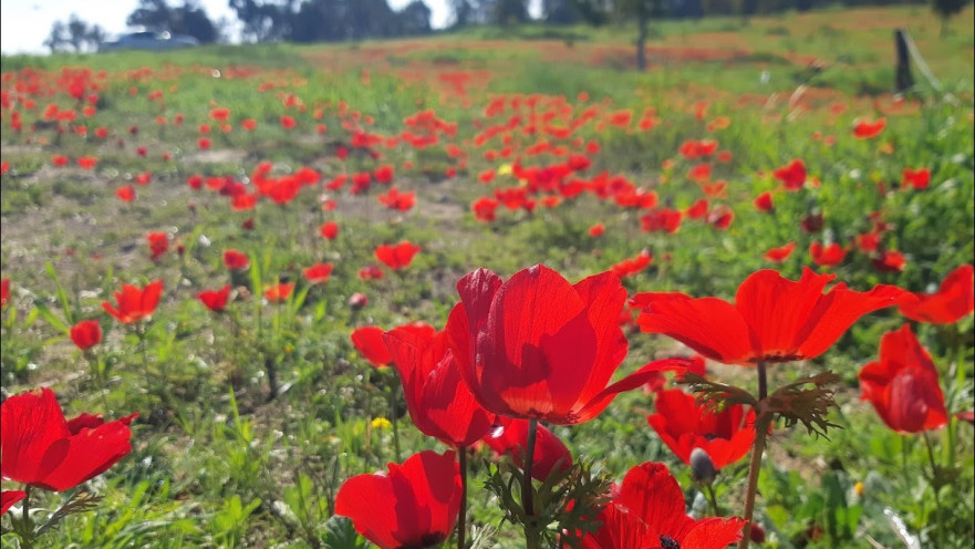 כלניות אדומות מיער שוקדה