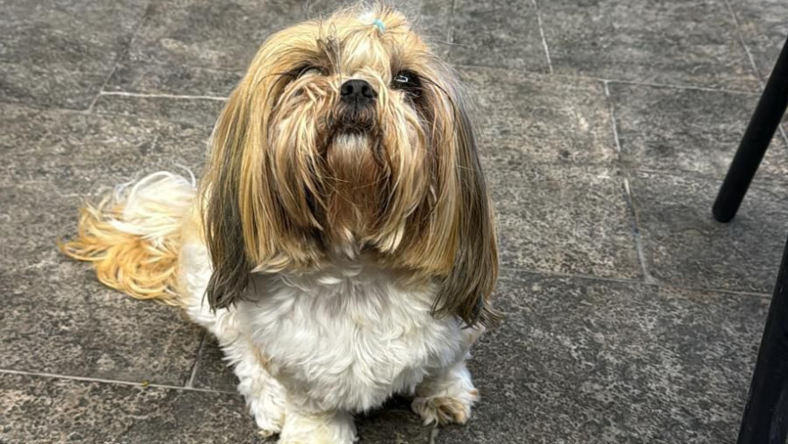 לונה הכלבה שנחטפה