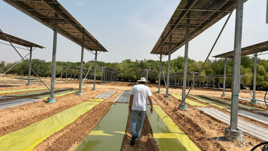 שדה מחקר של תחום האגרי וולטאי