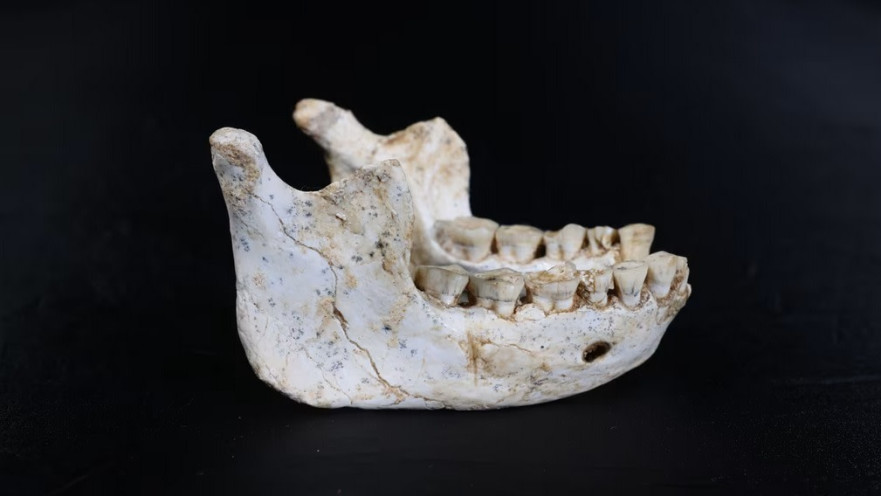 עצמות לסת. שילוב תכונות קדומות ומתקדמות