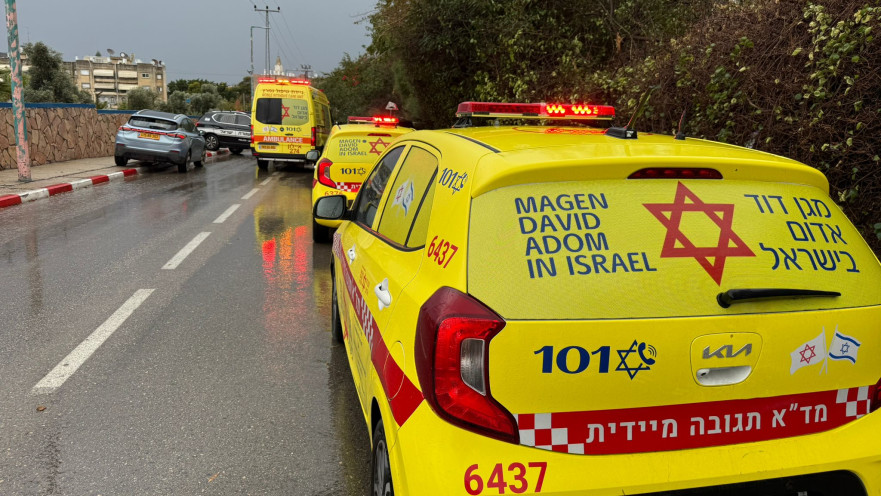 עץ קרס ברמלה