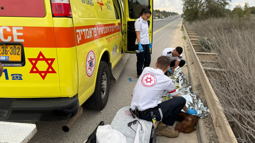 שני כלבים נפצעו באורח קשה מתקיפה של חזיר בר