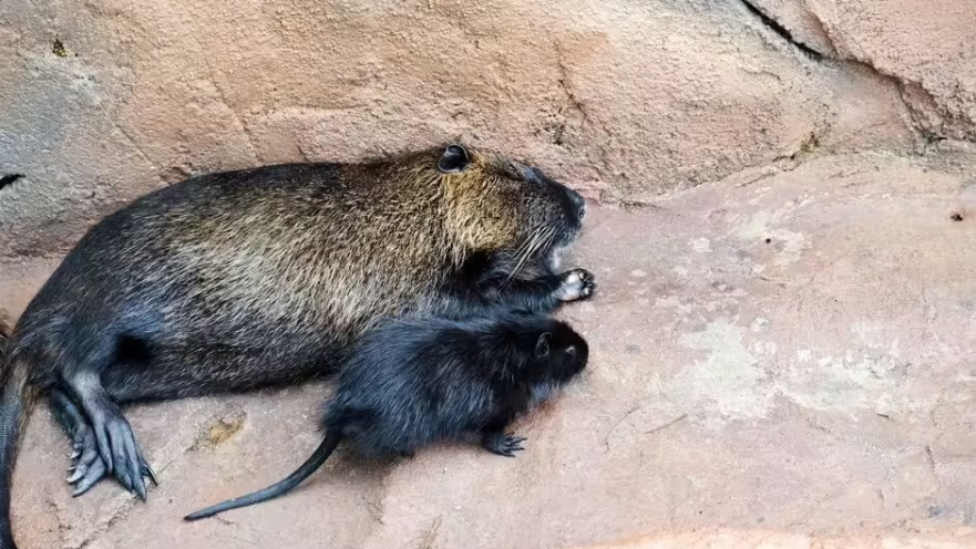 עכברים בדנגן