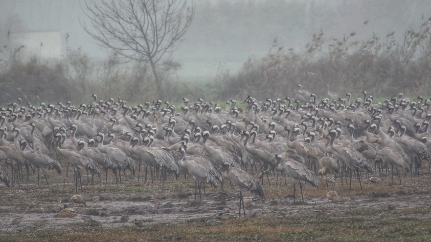 עגורים הבוקר באגמון החולה