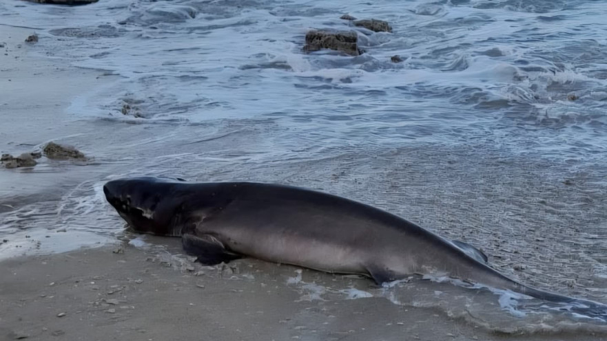 גופת כריש שנשחפה לחוף שושנת העמקים