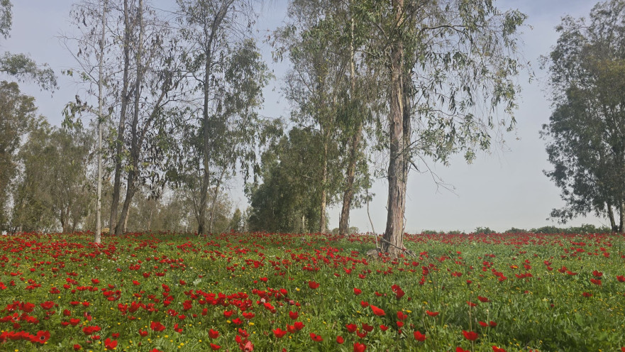 פסטיבל דרום בלב בנגב המערבי