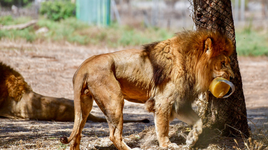 הספארי ברמת גן