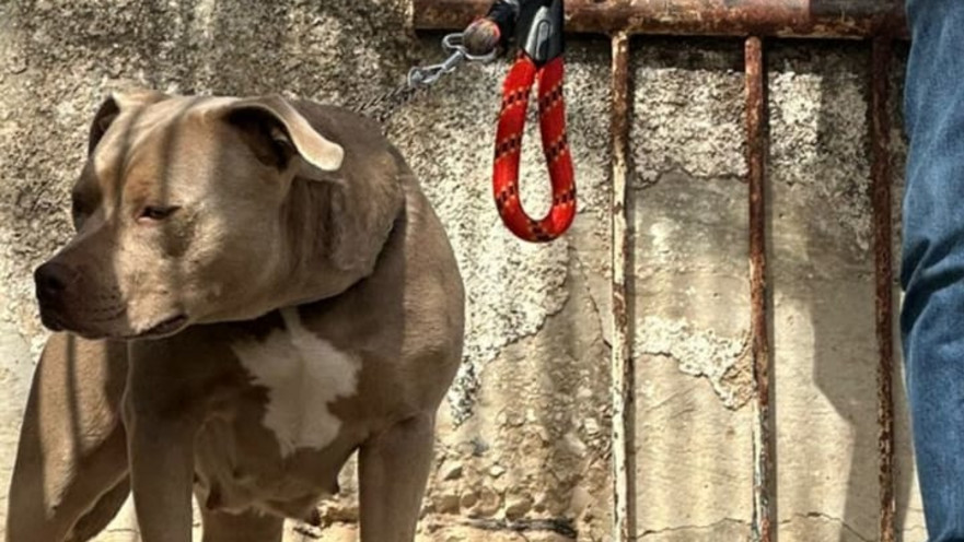 כלב הפיטבול מהתקיפה בצפת