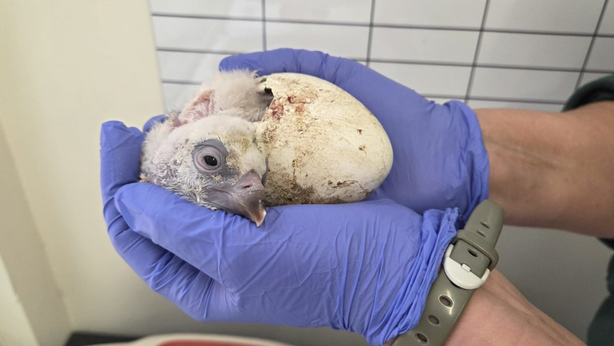 גוזל הנשר שבקע בגן החיות התנ"כי