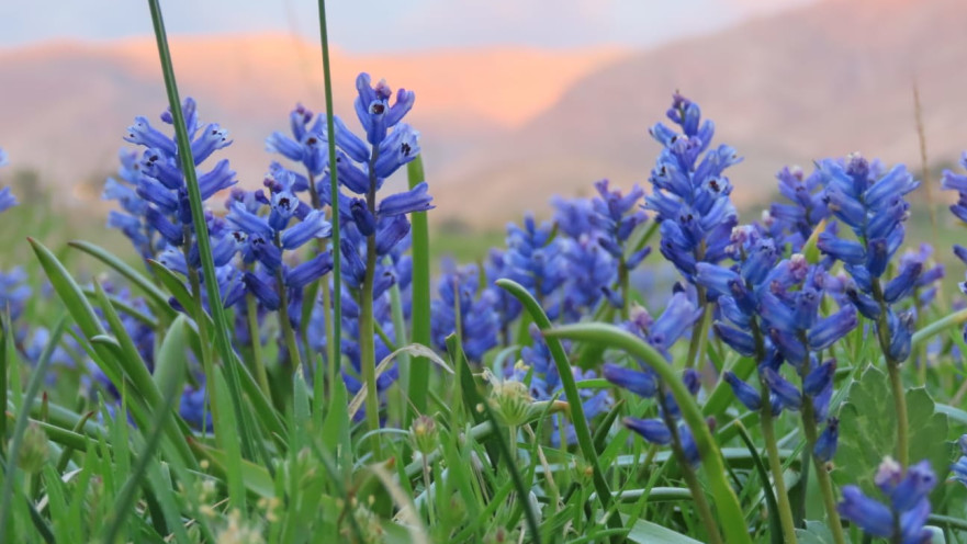 תורמוסים בחמדת