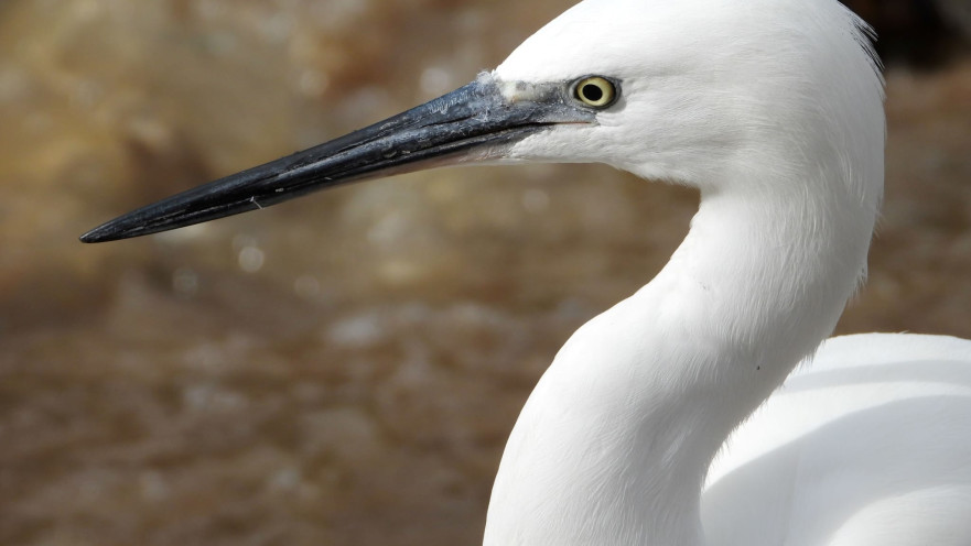 בפארק הצפרות מעגן מיכאל