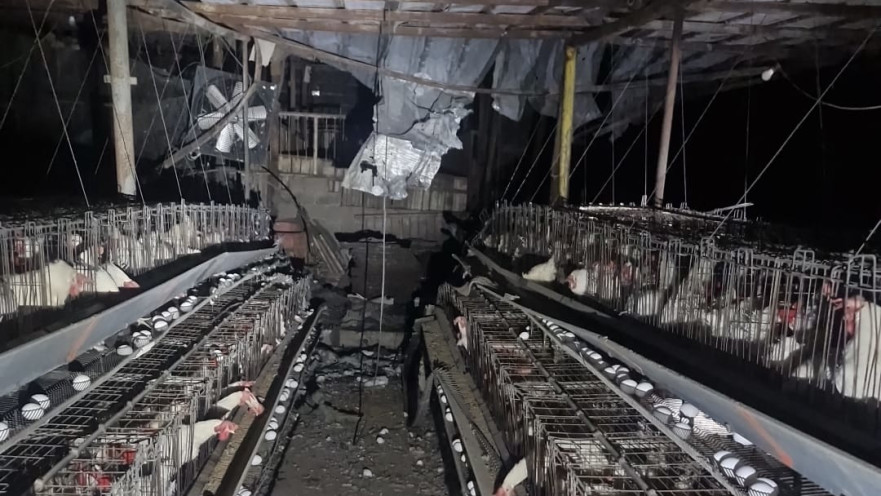 פגיעה ישירה בלול תרנגלות