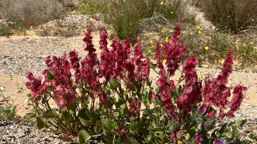 חומעה ורודה ליד גבעת חצבה 