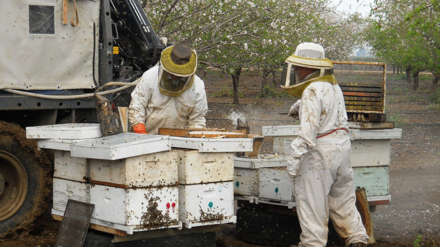 הנחת כוורות דבורים במטע שקד לצורך האבקה