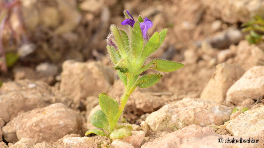 פומה פרסית, 2026