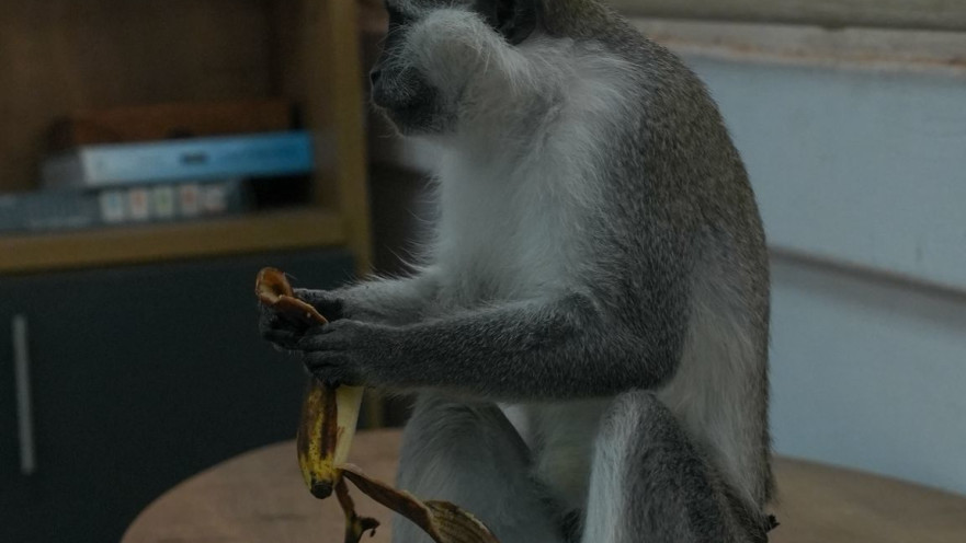 הקוף שנמצא בכפר קאסם