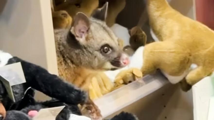 פוסום שמתחבא בין בובות פרווה בחנות מתנות בנמל התעופה בטסמניה