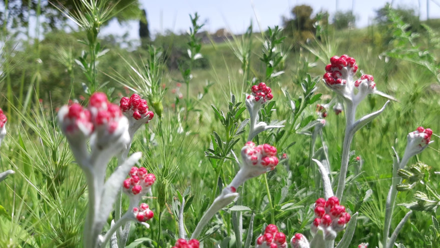 פריחת דם המכבים בגן לאומי קסטל