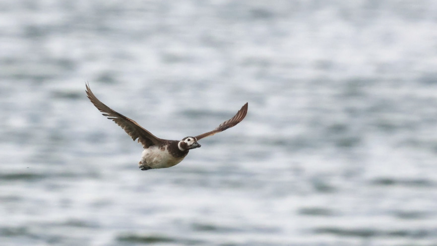 ברווז קרח במאגר קולחין