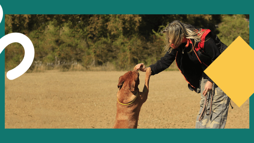 פט רייט- אתר להשוואות ביטוחי חיות מחמד בישראל