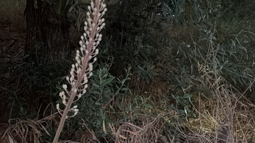 חצבים שפורחים כבר עכשיו בארץ, קרדיט: שחף רטר
