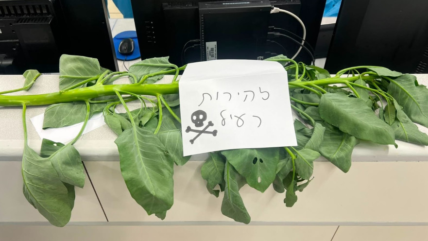 הצמח שהובא לרמב"ם יחד עם המטופלים