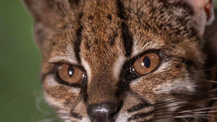 החתול החדש, Leopardus tilcayo