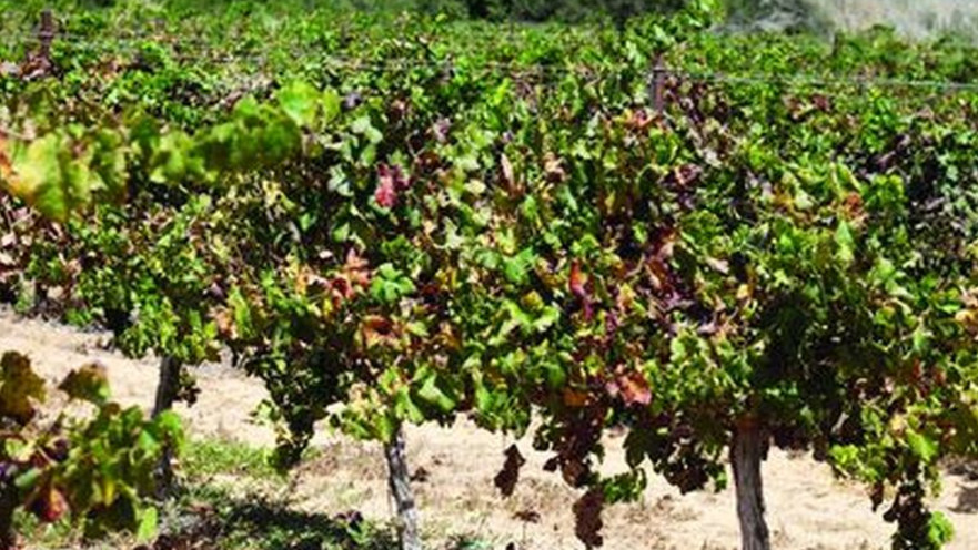 יקב קדש ברנע