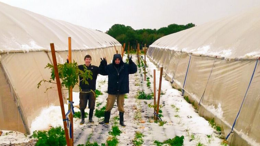 חקלאים בשלג