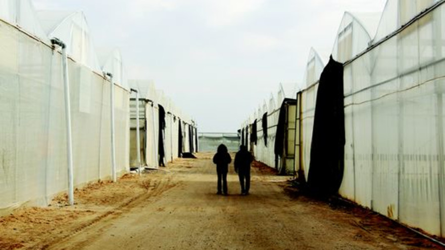 חקלאות בדרום