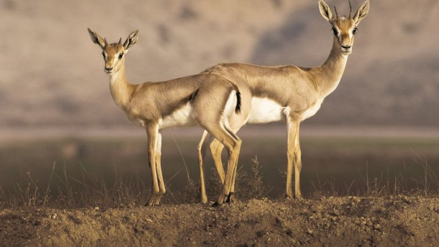 "החיכוך בין האדם לטבע, הציידים, הכלבים המשוטטים והגדרות מהווים איום על עתידם של הצבאים". קבוצת צבאים