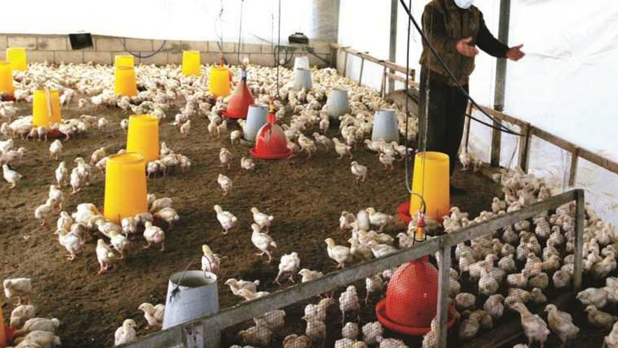 לול תרנגולות