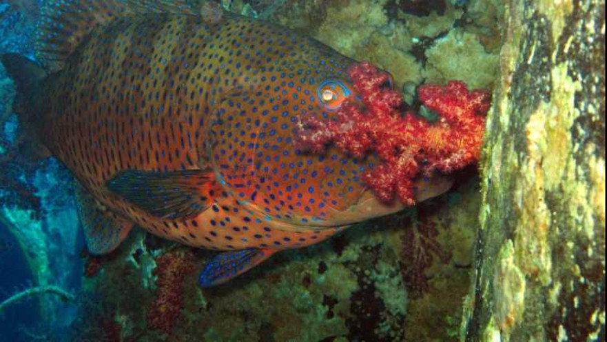 שונית האלמוגים בחוץ קצא"א באילת