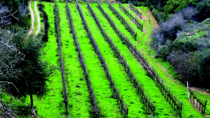 שילוב של פריחה, יין משובח וגבינות. פסטיבל ״בשביל היין״