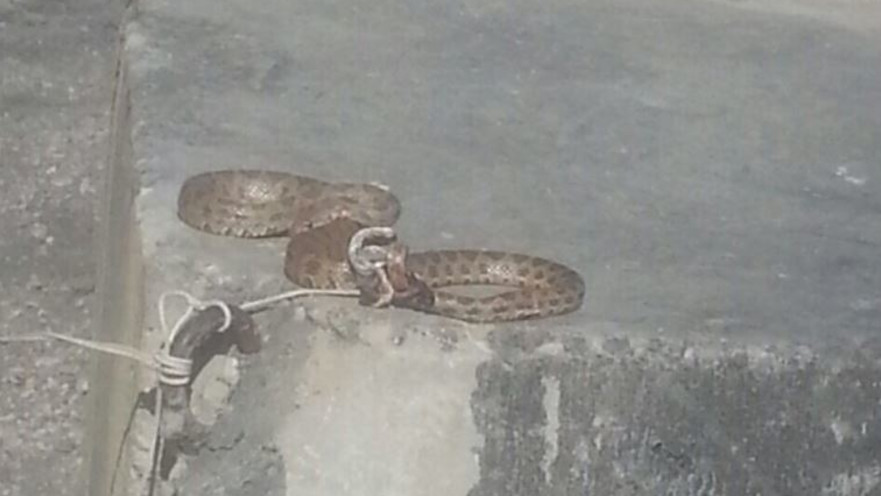 נחש צפע שנמצא קשור לעמדה של חיילי צה"ל