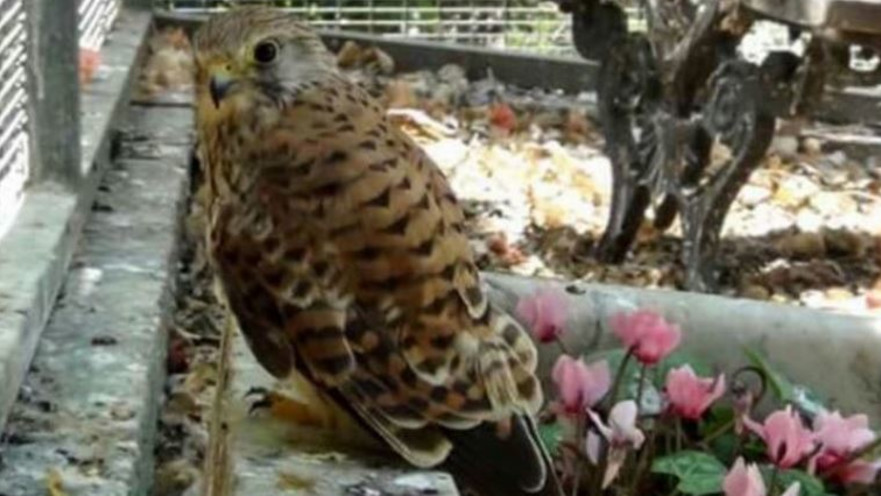 הציפורים המוגנות שהועמדו למכירה