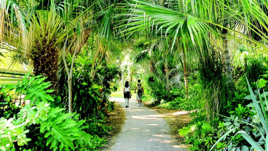 הגנים הבוטנים בעין גדי