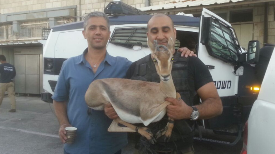 הצבי שנתפס בפעילות צה"ל והמשטרה