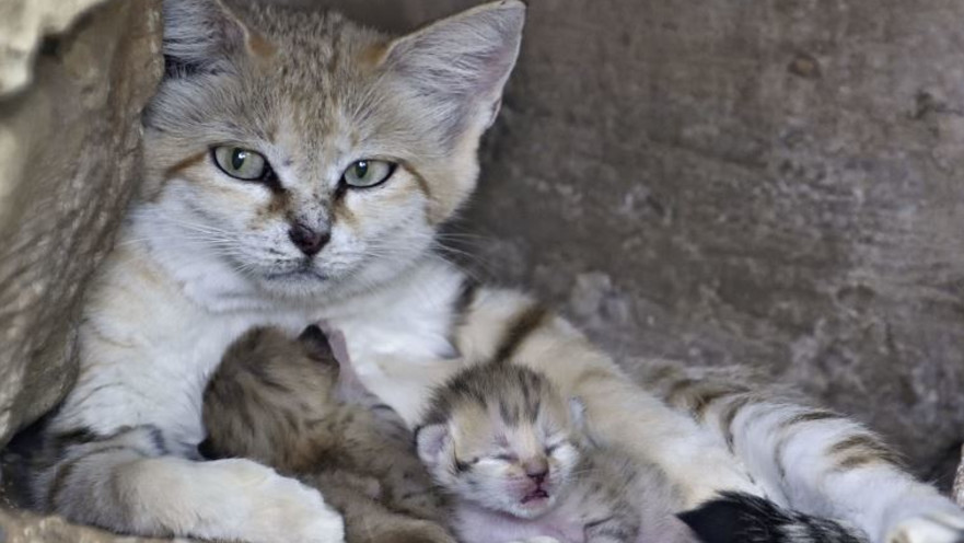 רותם חתולת החולות עם הגורים