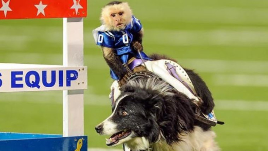 קוף רוכב על כלב