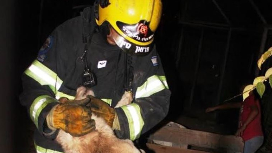 הצתה ב"תנו לחיות לחיות"