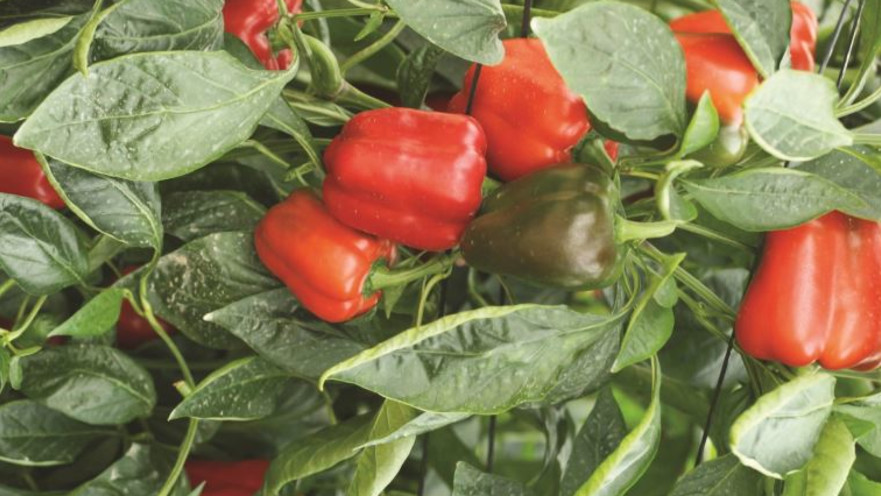 פלפלים, חקלאות בערבה