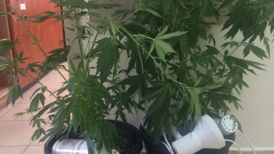 הקנאביס שנתפס בדירה באשקלון